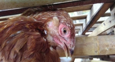 Popis a formy newcastleské choroby u kuřat, příznaky a léčba